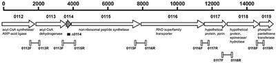 Contribution of the A. baumannii A1S_0114 Gene to the Interaction with Eukaryotic Cells and Virulence